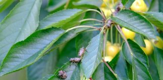 Jak pozbyć się pluskiew z łóżka?