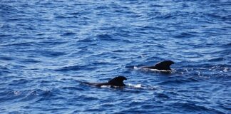 Kiedy kończy się sezon na morsowanie?