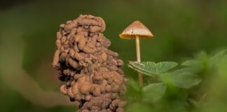 Jak pozbyć się robaków z domu?