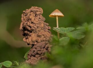 Jak pozbyć się robaków z domu?