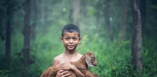 Czy koza może być na deszczu?