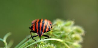 Dlaczego pluskwy gryzą tylko mnie?