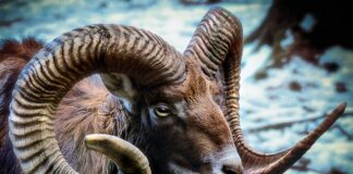 Czy rogi są puste w środku?