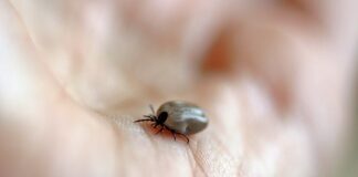 Jak sprawdzić czy w domu są roztocza?