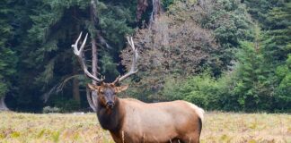 Kiedy szukać rogów?