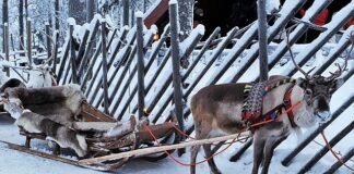 Czy posiadanie poroża jest legalne?