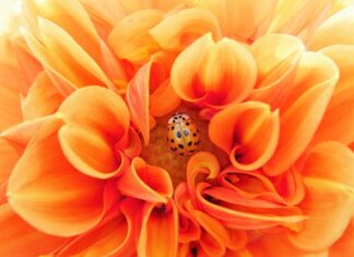 Jakie leki na pasożyty bez recepty?