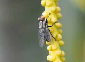 Co to znaczy Trupia ręka?
