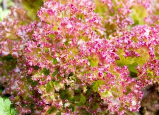 Co żyje w pościeli?