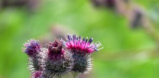 Co daje rozbijanie mięśni?