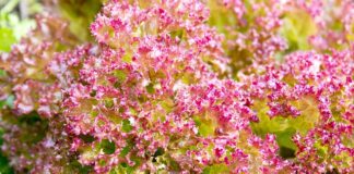 Co może być w pościeli?