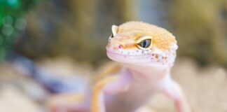 Czy robaki w kale się ruszają?