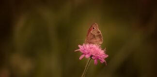 Jak usunąć rdzę z płozy?