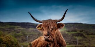 Czy krowa może być samcem?