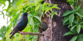 Kto miał najsilniejszy cios w boksie?