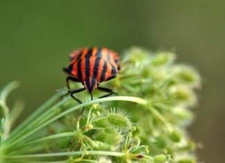 Jak znaleźć pluskwy w łóżku?