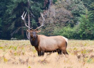 Ile kosztuje 1 kg rogów jelenia?