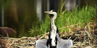 Czy można suszyć w suszarce spodnie narciarskie?