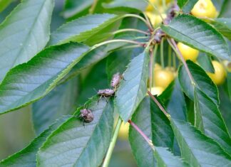 Jak nie przynieść pluskiew w domu?