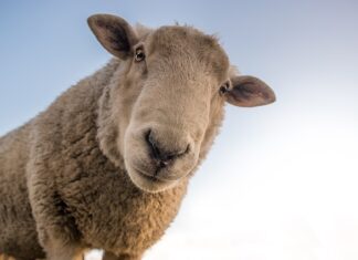 Dlaczego wełna merino gryzie?