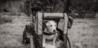 Jaka przyczepka do roweru dla 2 dzieci?