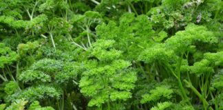 Jaki proszek lepszy Persil czy Vizir?