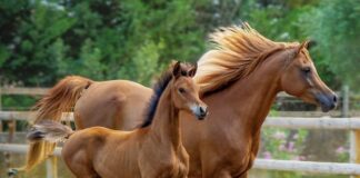 Czym się rożni puree od pulpy?