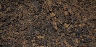 Jaka ryba jest najlepsza do zalewy octowej?