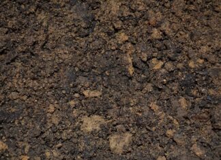 Jak zrobić zalewę octowa do ryb opiekanych?