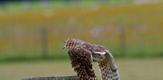 Co można zrobić z resztek po soku?