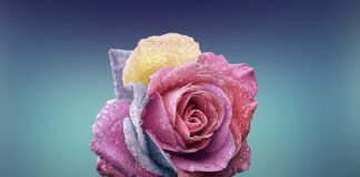 Czy z każdej róży można zrobić dżem?