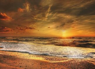 Co to są dania wegańskie?