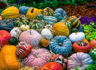 Czy jako wegetarianin można jeść rosół?