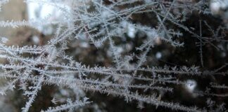 Czy musy owocowe można mrozić?