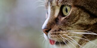 Dlaczego woda z ogórków jest dobra na kaca?