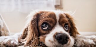 W czym wozić psa na rowerze?