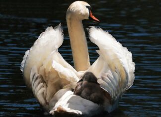 Co lepsze fotelik rowerowy czy przyczepka?