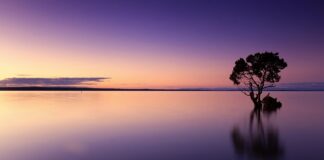 Ile wody utlenionej dla kota?