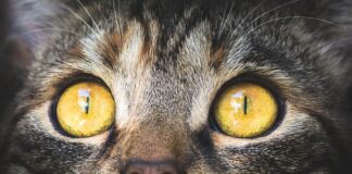 Jak zrobić pastę z makreli bez jajek?