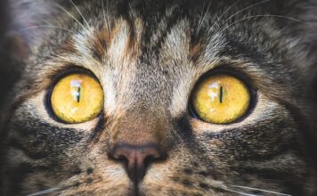 Jak zrobić pastę z makreli bez jajek?