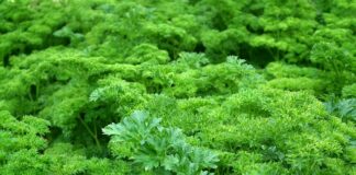 Czy korzeń pietruszki można zamrozić?