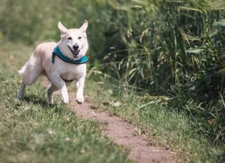 Czy można biegać z psem?
